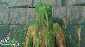 preview pic justslimed.com